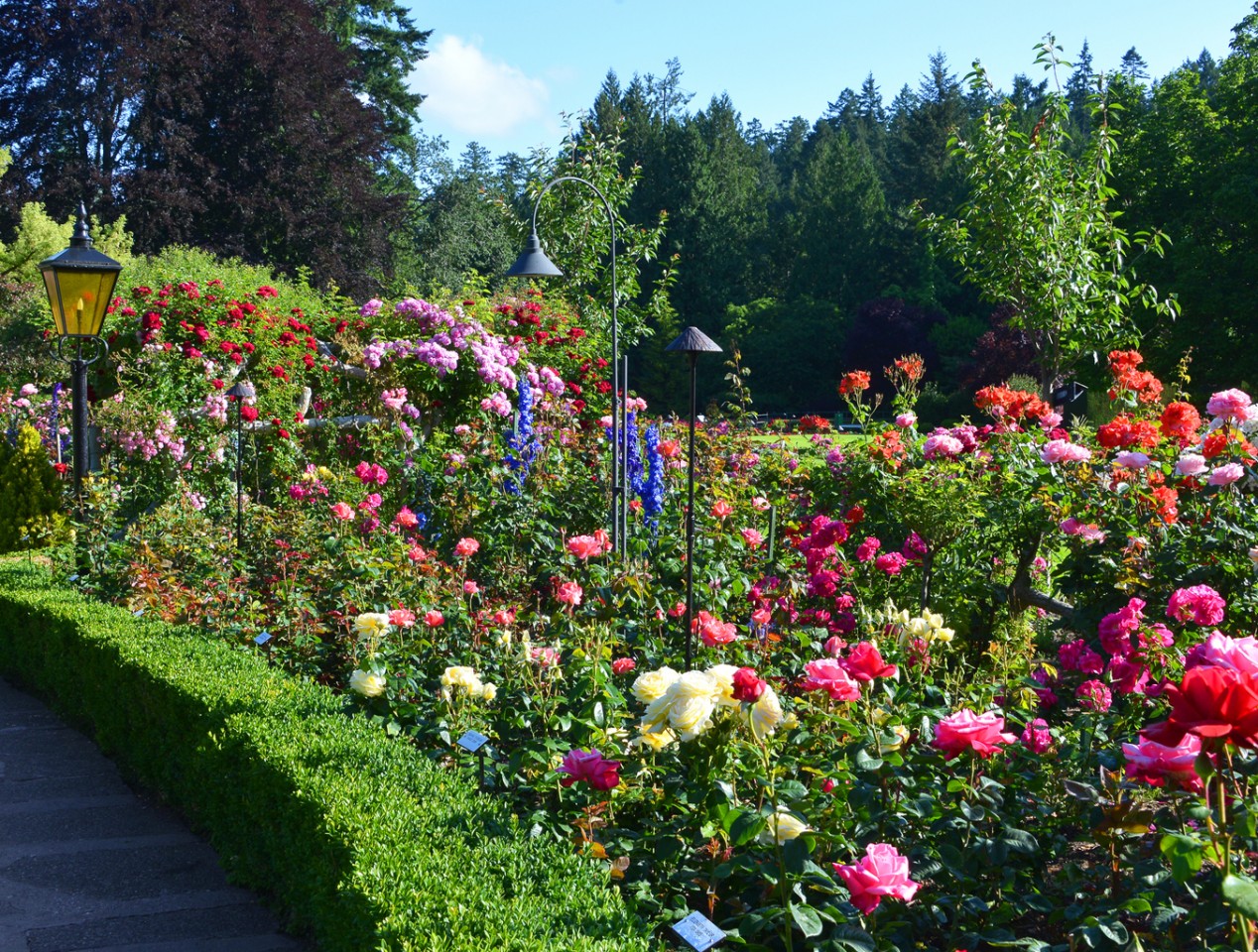 the-butchart-gardens-victoria-canada-rose-garden