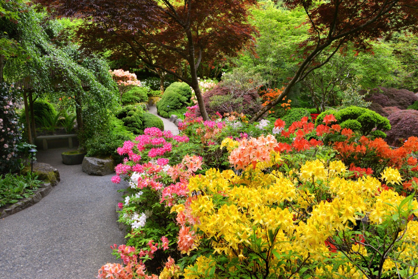 What is in Bloom Now? Garden Updates May 1925 The Butchart Gardens