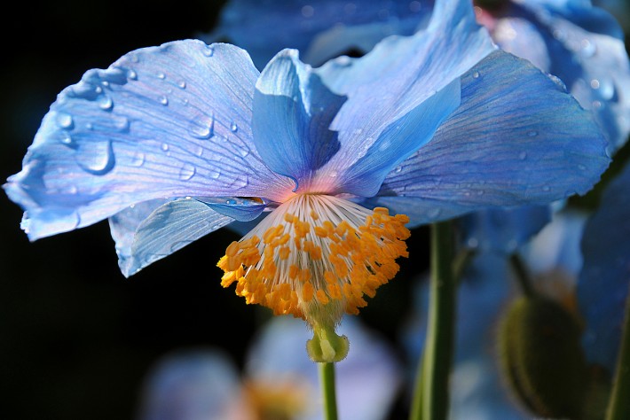 What's in Bloom Now? Garden Updates May 3 - 9 - The ...