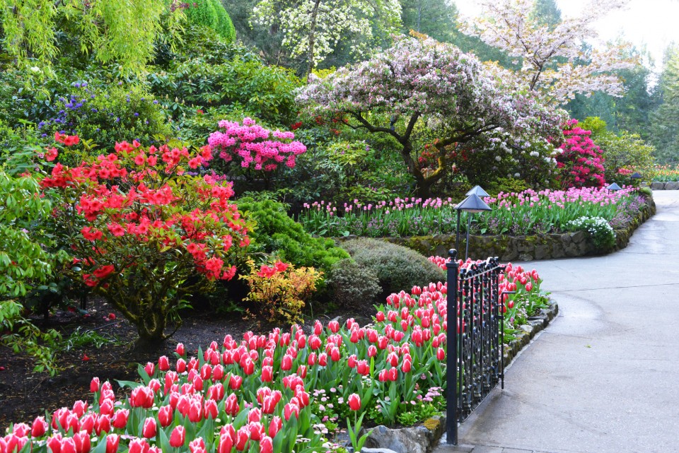 What's in Bloom Now? Garden Updates May 3 9 The Butchart Gardens
