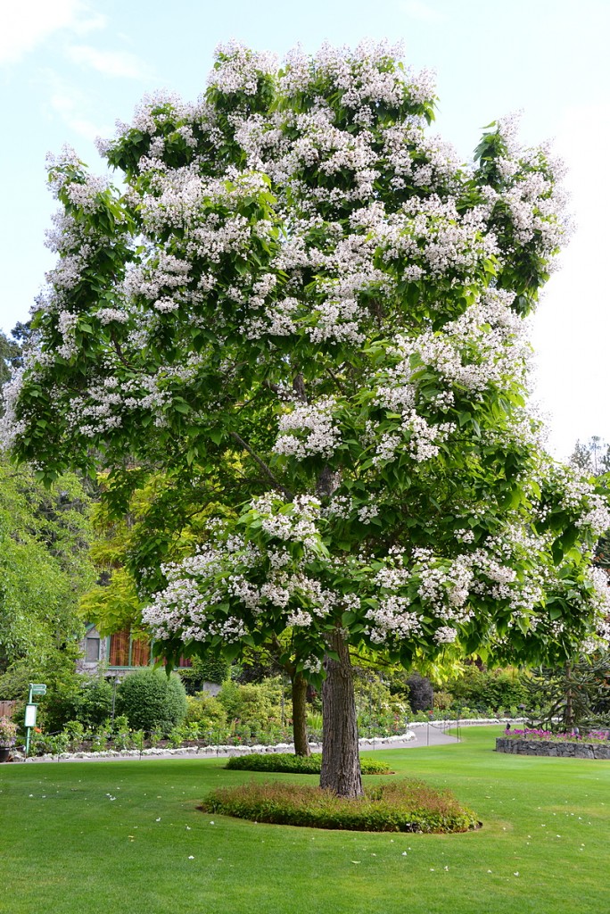 Catalpa speciosa