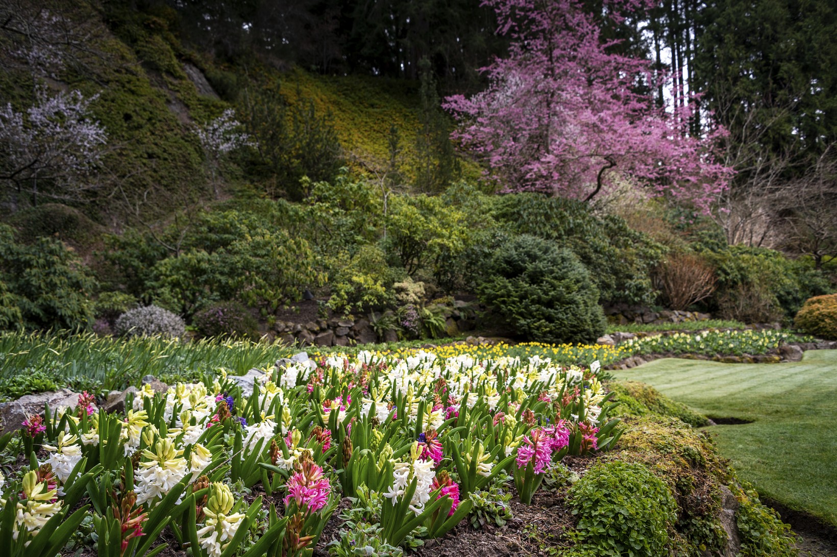 What’s in Bloom Now? Garden Updates March 16 - 31 - The Butchart Gardens