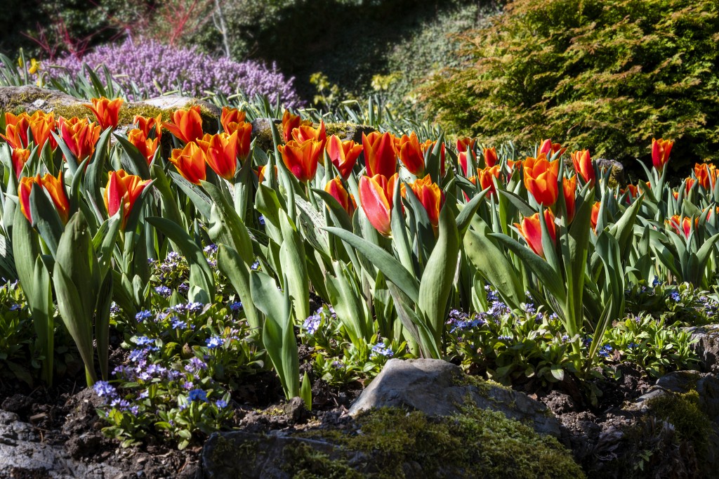 Butchart Gardens Tulips