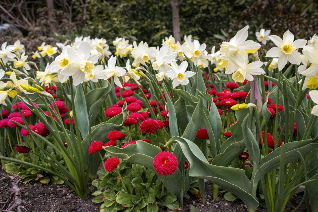 Photo gallery: Butchart Gardens shine bright for Christmas: Photo