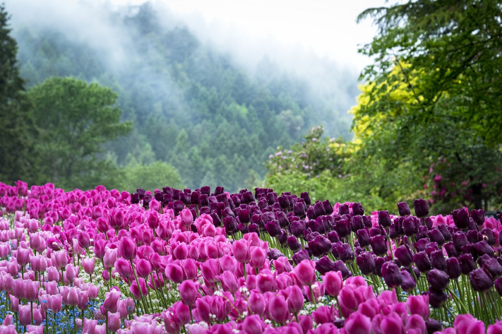 What’s in Bloom Now? May Garden Updates The Butchart Gardens