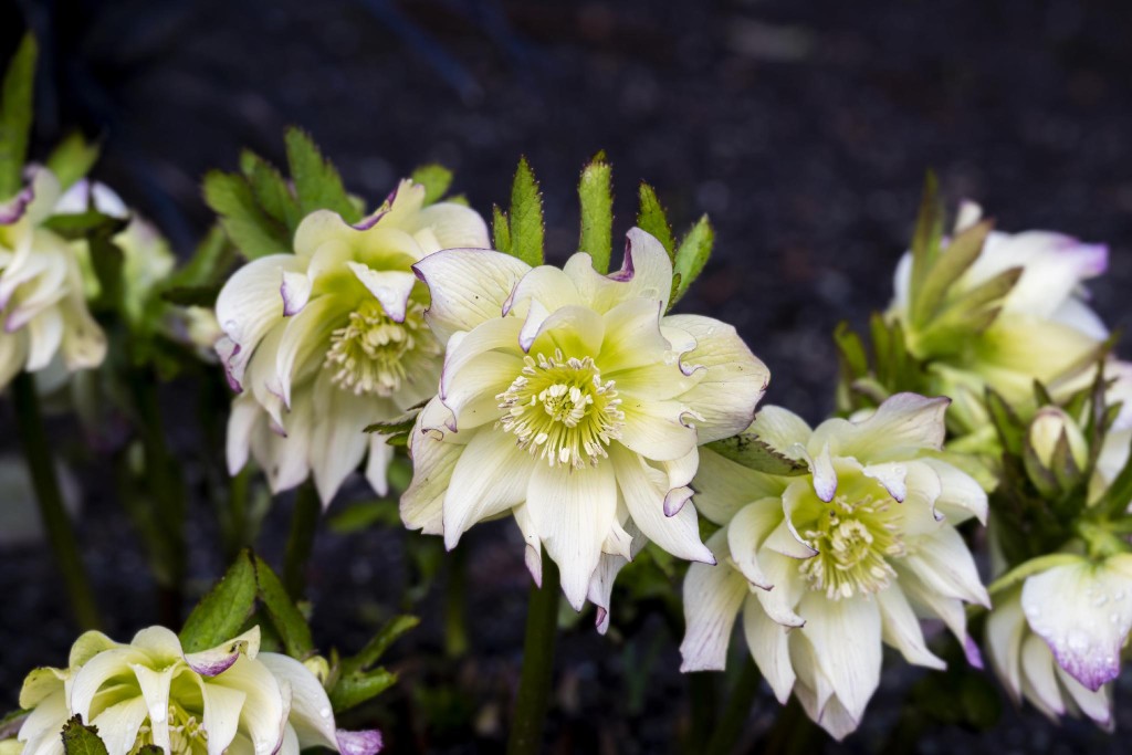 What is that white fluff, anyway? – Toronto Gardens