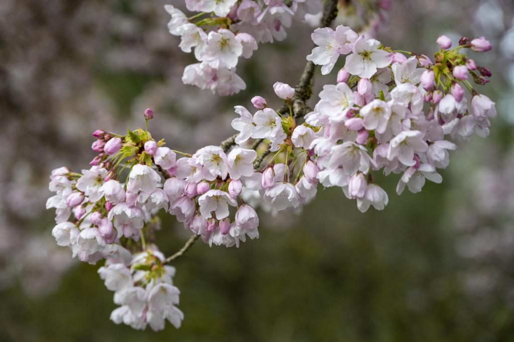 Spring Gardens Insights 2024 - The Butchart Gardens