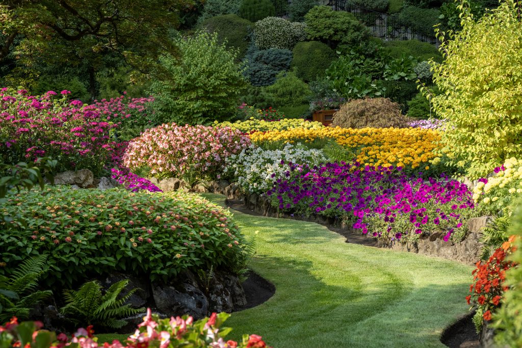 Summer garden scene featuring raised garden beds filled with summer annuals with a manicured lawn weaving in between.