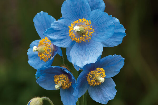 Meconopsis baileyi subsp. baileyi