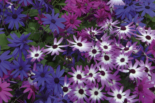 Pericallis x hybrida