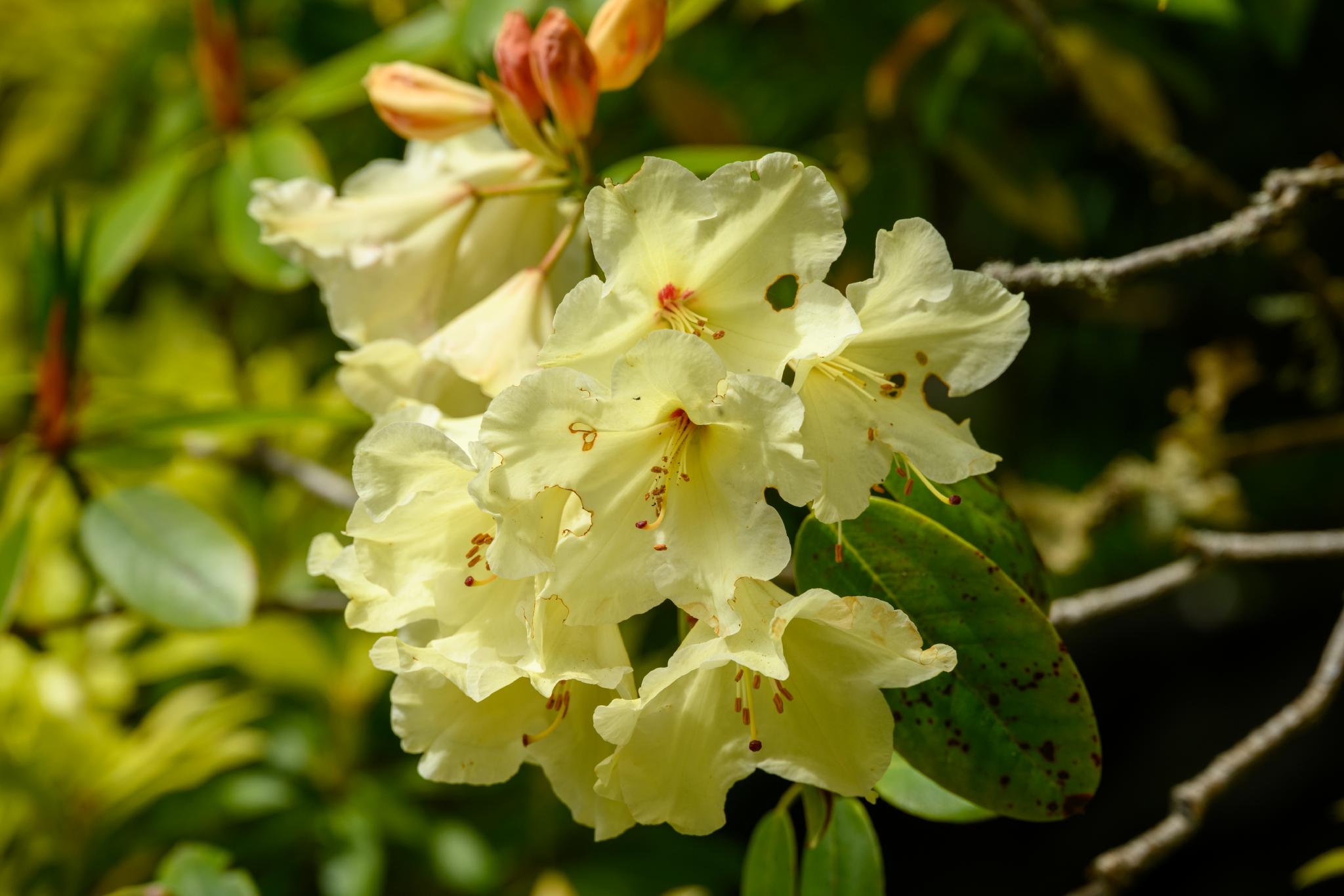Close up view of a white rhododendron in bloom.