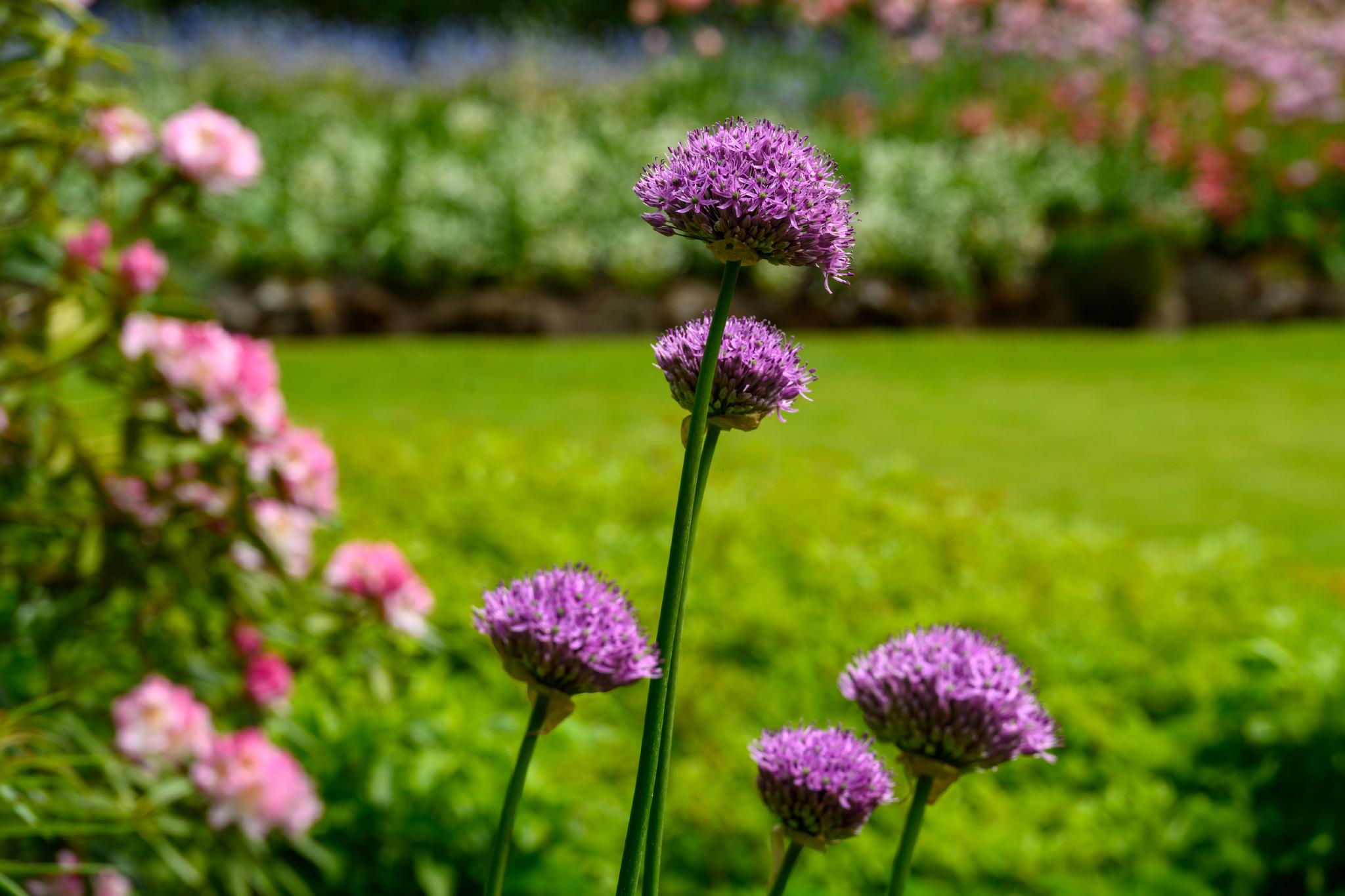 Close up view of purple allium in bloom.