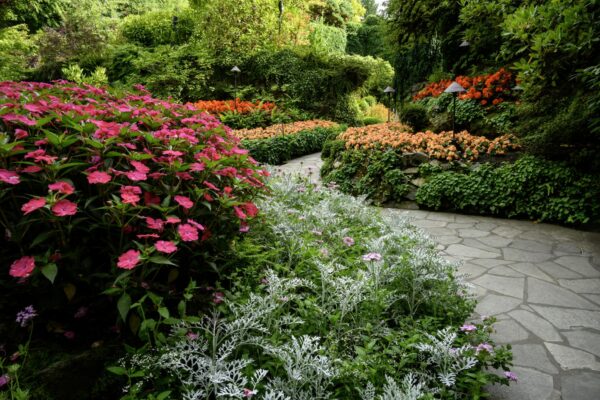 Summer Garden Insights 2025